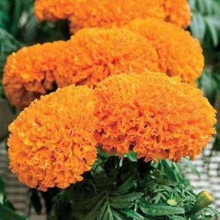 Orange Marigold Hawaii flower seeds for planting, heirloom non-GMO garden seeds with bright orange blooms growing naturally in a home garden