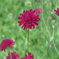 Semillas de flor Red Macedonica – Cimarrón, sin OGM, semillas de alta germinación