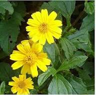 Yellow Perennial Flower Seeds – Heirloom, Non-GMO, High Germination Organic Garden Seeds for Planting