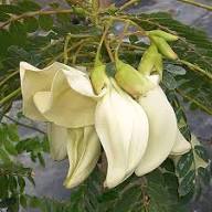 Sesbania Flower Seeds for Planting – Heirloom, Non-GMO, High Germination Organic Garden Seeds