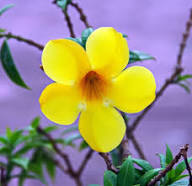 Yellow Cerinthe Flower Seeds – Heirloom, Non-GMO, High Germination Organic Garden Seeds