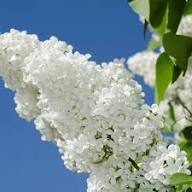 Purple White Lilac Flower Seeds – Heirloom, Non-GMO, High Germination Organic Garden Seeds for Planting