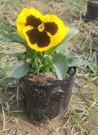 Trailing Pansy Flower Seeds – Heirloom, Non-GMO, High Germination Organic Seeds
