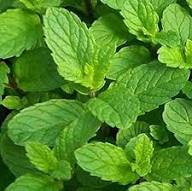 Mint Plant Seeds Green Growing Heirloom Non-GMO High Germination Organic Garden Seeds for Planting