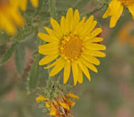 Yellow Grindelia Flower Seeds – Heirloom, Non-GMO, High Germination Seeds