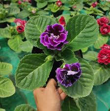 Violet White Gloxinia Flower Seeds – Heirloom, Non-GMO, High Germination Organic Garden Seeds