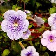 White Purple Achimenes Flower Seeds Heirloom Non-GMO High Germination Organic Garden Seeds for Planting