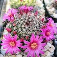 Perennial Giant Cactus Flower Seeds for Planting – Heirloom Non-GMO Organic Garden Seeds High Germination
