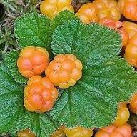 Orange Cloudberry Fruit Seeds – Heirloom Non-GMO High Germination Organic Garden Seeds