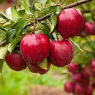 Apple Seeds And Growing Heirloom Non-GMO High Germination Organic Garden Seeds for Planting