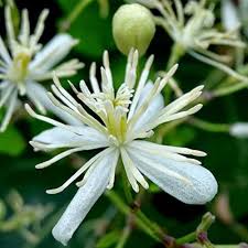 White Clematis Potanini Flower Seeds – Heirloom, Non-GMO, High Germination Organic Garden Seeds for Planting