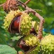 Chestnut Seeds Heirloom Non-GMO High Germination Organic Garden Seeds for Planting