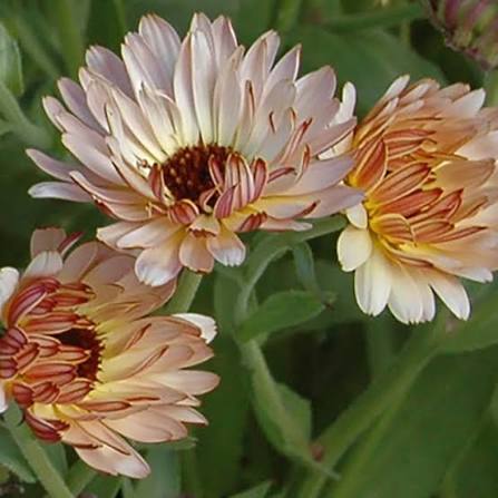 Strawberry Blonde Calendula Flower Seeds for Planting – Heirloom Non-GMO Garden Seeds