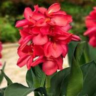 Red Cannalily Flower Seeds – Heirloom, Non-GMO, High Germination Organic Garden Seeds for Planting Seeds for Planting