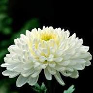 Perennial Chrysanthemum Flower Seeds – Heirloom, Non-GMO, High Germination Organic Garden Seeds for Planting