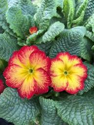 Red Yellow Primula Flower Seeds for Planting – Heirloom Non-GMO High Germination Organic Garden Seeds