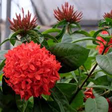 Ixora Flower Seeds Red – Heirloom, Non-GMO, High Germination Seeds for Planting