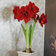 Red Amaryllis Hippeastrum Flower Seeds for Planting Heirloom Non-GMO High Germination Organic Garden Seeds