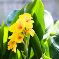 Yellow Orange Canna Flower Seeds – Heirloom, Non-GMO, High Germination Organic Seeds