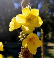 Yellow Verbascum Densiflorum Flowers Seeds – Heirloom Non-GMO Organic Garden Seeds