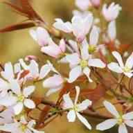 Amelanchier White Flower Seeds Heirloom Non-GMO High Germination Organic Garden Seeds