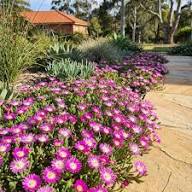 Pink Aizoaceae Flower Seeds for Planting – Heirloom, Non-GMO, High Germination Organic Garden Seeds