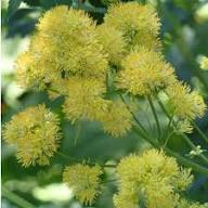 Yellow Thalictrum Flower Seeds Heirloom Non-GMO High Germination Organic Garden Seeds