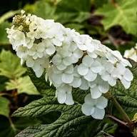 White Hydrangea Quercifolia Flower Seeds for Planting Heirloom Non-GMO High Germination Organic Garden Seeds