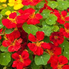 red red flower seeds
