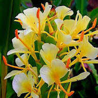 Mixed Hedychium Flower Seeds – Heirloom, Non-GMO, High Germination Seeds