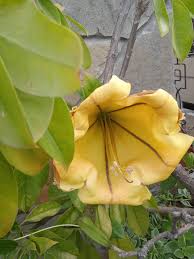 Solandra Flower Seeds for Planting – Heirloom, Non-GMO, High Germination Organic Garden Seeds