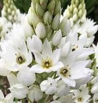 White Aurosica Flowers Seed – Heirloom, Non-GMO, High Germination Organic Garden Seeds for Planting