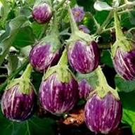 Lila Pepino-Melonen-Samen zum Pflanzen – Heirloom Non-GMO Hohe Keimrate Bio-Gartensamen