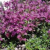 Pink Thyme Flower Seeds Heirloom Non-GMO High Germination Organic Garden Seeds