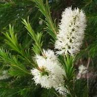 White Melaleuca Alternifolia Flower Seeds Heirloom Non-GMO High Germination Organic Garden Seeds