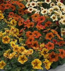 Brown Petunia Flower Seeds – Heirloom, Non-GMO, High Germination Organic Garden Seeds for Planting