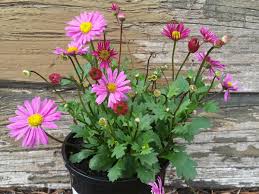 Pink Bidens Erigeron Flower Seeds Heirloom Non-GMO High Germination Organic Garden Seeds for Planting