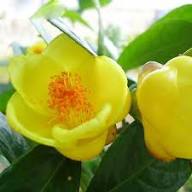 Camellia Flower Seeds Yellow – Heirloom, Non-GMO, High Germination Organic Seeds