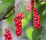 Schisandra Seeds for Planting – Grow Adaptogenic &amp; Flavorful Fruits Heirloom Non-GMO High Germination Organic Garden Seeds