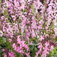 Pink Salvia Nemorosa Flower Seeds – Heirloom Non-GMO High Germination Organic Garden Seeds