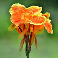 Red Yellow Canna Flower Seeds – Heirloom, Non-GMO, High Germination Organic Garden Seeds