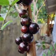 Plinia Jaboticaba Paulista Fruit Seeds for Planting Heirloom Non-GMO High Germination Organic Garden Seeds