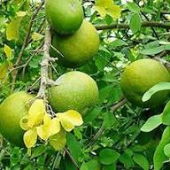 Green Quince Seeds for Planting – Heirloom Non-GMO High Germination Organic Garden Seeds