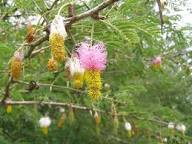 Pink Yellow Dichrostachys Flower Seeds – Heirloom, Non-GMO, High Germination Organic Garden Seeds for Planting Seeds for Planting