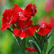 Dianthus Flower Seeds Red for Planting – Heirloom Non-GMO High Germination Seeds