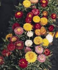 Helichrysum Flower Seeds Mixed – Heirloom, Non-GMO, High Germination Seeds