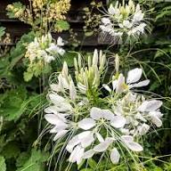 White Hassleriana Flower Seeds for Planting Heirloom Non-GMO High Germination Organic Garden Seeds