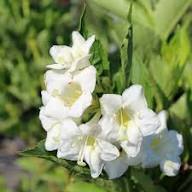 Weigela Flower Seeds White – Heirloom Non-GMO High Germination Organic Garden Seeds for Planting