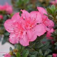 Violette Rhododendron Azaleen Blumensamen zum Pflanzen – Alte Sorte gentechnikfrei hohe Keimrate Bio Garten Samen