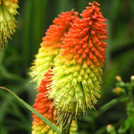 Red Yellow Kniphofia Flower Seeds for Planting – Heirloom Non-GMO High Germination Organic Garden Seeds